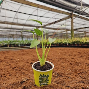 May include: A small green plant with large leaves growing in a yellow paper cup with the text "GEN Z plants" printed on the side. The plant is sitting on a brown surface.