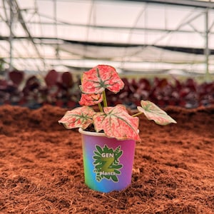 May include: A small potted plant with vibrant red and green leaves. The plant is in a colorful pot with the text "GEN Z plants". The pot has a gradient of colors, including purple, blue, and green. The background is a greenhouse setting.