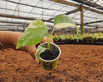 Monstera Thai Constellation 2" Pot: Rare Variegated Mini Plant  Genz Baby  Plant for Desk or Shelf Display - Etsy