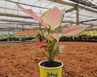 anthurium obake Anth. Pink Obake