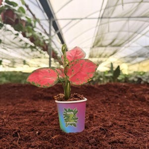 May include: A small potted plant with vibrant red and green leaves. The plant is in a colorful cup with the text "GEN plants". The background is a greenhouse setting with a brown surface.