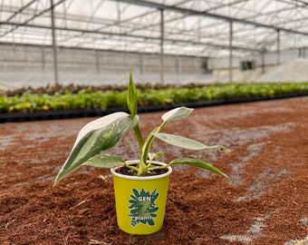 Philodendron White Princess 2" Starter: Rare Variegated Mini Plant – GenZ Baby Indoor Houseplant