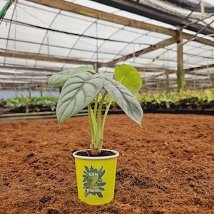 May include: A small potted plant with large, textured, silvery-green leaves. The plant is in a yellow pot with the text "GEN plants" and a green logo. The pot is set on a bed of brown mulch, with a greenhouse structure in the background.