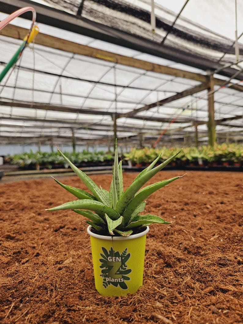 Sansevieria Josephine Plant - Thumbnail 3