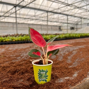 Aglaonema Red King in 2" Pot - Indoor Plants - House Plant - GenZ - Baby Plant (MUST purchase ANY 2 plants to complete order!)*