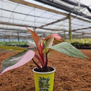 May include: A pink and green houseplant with red stems in a yellow cup with the text "GEN Z plants" on it. The plant is in a greenhouse setting.