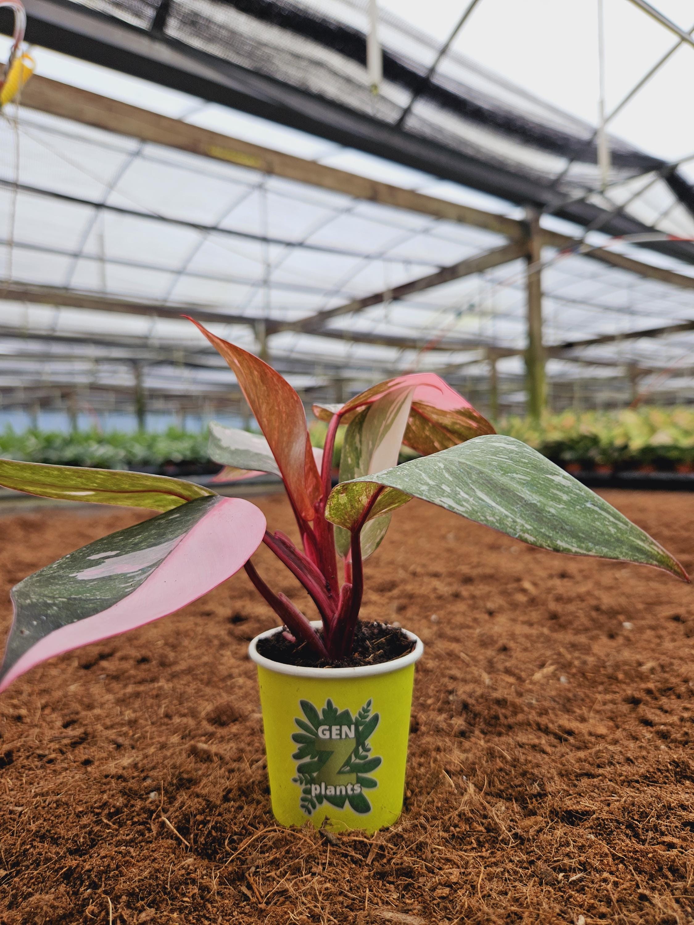 Philodendron Pink Princess Marble 2" Pot: Rare Variegated Pink Philodendron   Mini Indoor Plant  Genz Baby Plant - Etsy