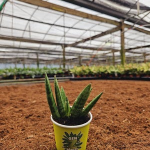 May include: A small green snake plant in a yellow paper cup with the text "GEN Z plants" printed on the side. The plant is sitting on a brown surface.