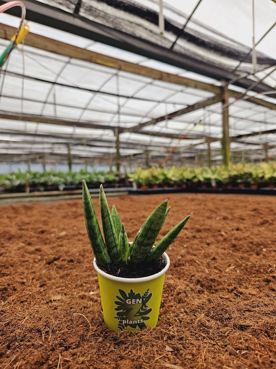 Sansevieria Hedgehog 2" Pot: Rare Upright Snake Plant  Genz Baby Plant for  Desks and Small Spaces - Etsy