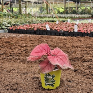 May include: A potted plant with large, heart-shaped, pink leaves with dark veins. The plant is in a yellow pot with the text "GEN plants". The background shows a greenhouse with rows of plants.