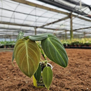 May include: A small green and brown houseplant with large leaves in a yellow pot with the word "plants" printed on it. The plant is sitting on a brown surface.