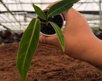 Anthurium Docblock X Brielle X Zara Hybrid Rare Plant - 2.7 Inch