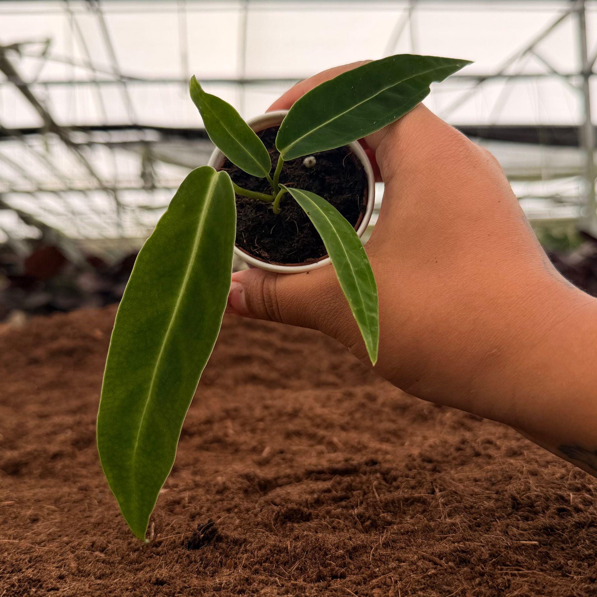 Anthurium Warocqueanum Dark Narrow - Etsy