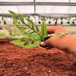 May include: A small potted Monstera Adansonii plant with vibrant green, hole-filled leaves. The plant is held in a white pot, set against a backdrop of a greenhouse and reddish-brown mulch.