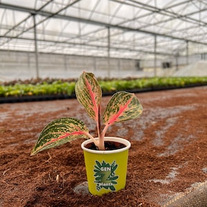 Aglaonema Golden Powder in 2" Pot - Indoor Plants - House Plant - GenZ - Baby Plant - (MUST purchase ANY 2 plants to complete order!)*