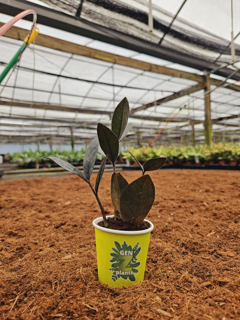 Zamioculcas ZZ - Thumbnail 2