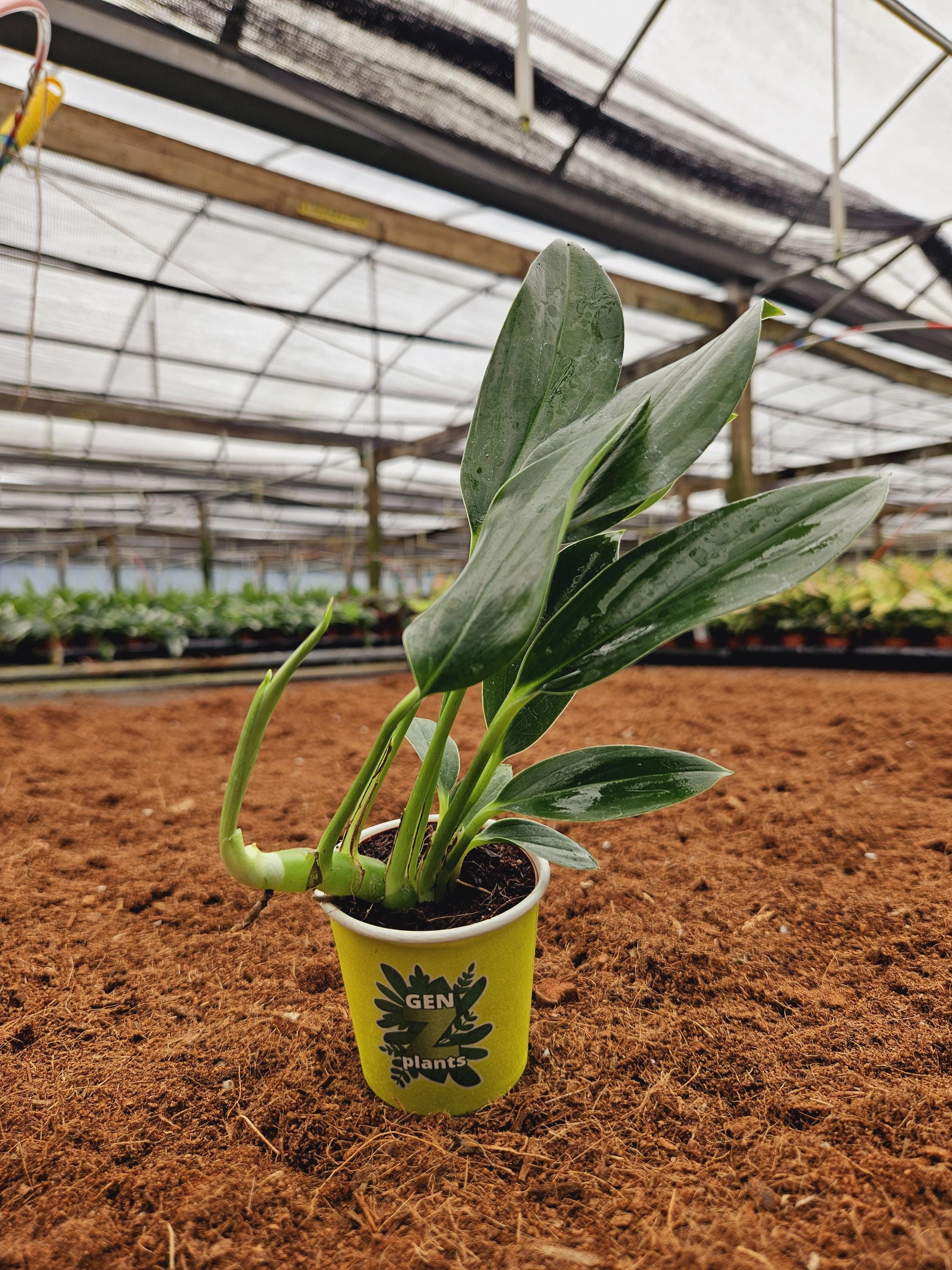 KONECT Dragon tailシリーズ　⭐️最終価格⭐️ konect Dragon Tail 植木鉢 レア