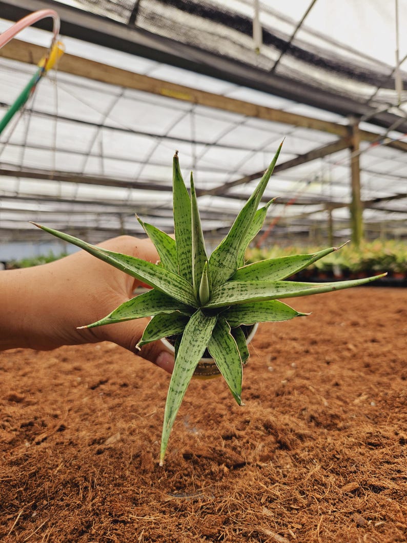 Sansevieria Josephine Plant