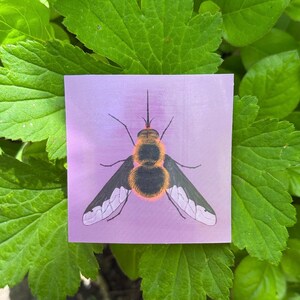 Greater Bee Fly Sticker