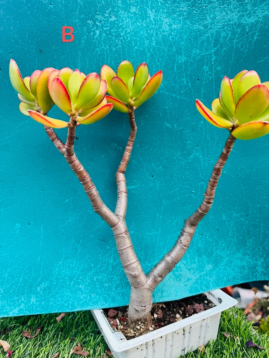 Jade Tree Bonsai Tree/succulent /live Rooted /old Trunk /2 Free