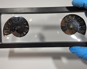 Fossiles d'ammonite avec exposition flottante