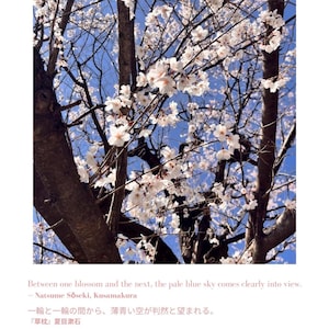 以下が含まれることがあります： 青い空を背景に咲く白と淡いピンクの桜の花。テキスト：Between one blossom and the next, the pale blue sky comes clearly into view. - Natsume Sōseki, Kusamakura. 一輪と一輪の間から、薄青い空が判然と望まれる。 『草枕』夏目漱石
