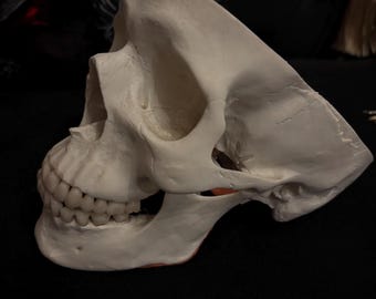 3B wetenschappelijk TMJ functioneel anatomiemodel van de menselijke schedel 2.