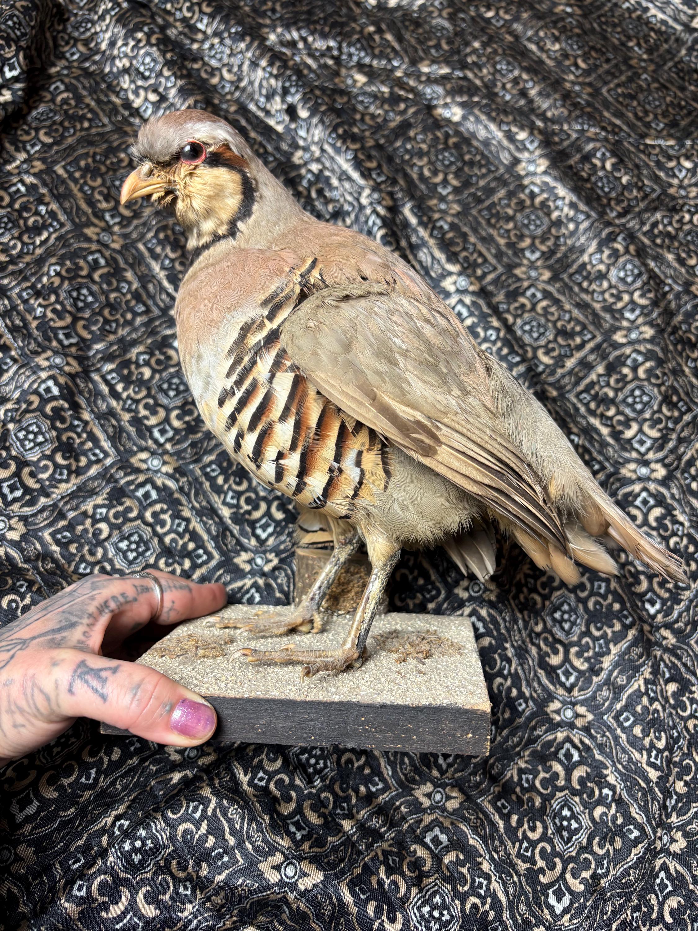 PERDRIX ROUGES NATURALISÉES / red partridge / taxidermie / taxidermy EUR 429,00 - FR