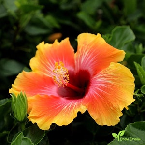 0048 - 5 seeds of Hibiscus Red and Yellow - HIBISCUS + 5 seed Sunflower
