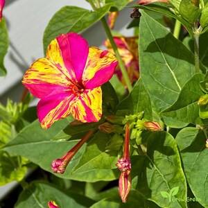 May include: A close-up shot of a striking flower with pink and yellow striped petals. The flower is set against a backdrop of green leaves and buds. The image highlights the flower's intricate details and the natural beauty of the plant.