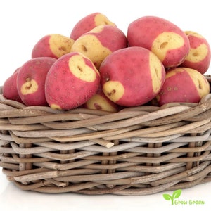 May include: A wicker basket filled with red and yellow potatoes. The potatoes have a unique, mottled appearance.