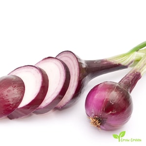 0786 - 30 seeds of Onion Purple Spring - ALLIUM CEPA + Gift 5 seeds of Sunflower