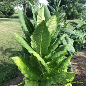 tobacco plants for sale uk Burley Tobacco Seeds