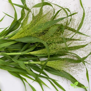 May include: A bunch of green grass with feathery seed heads. The grass is arranged in a fan shape and is on a white background.