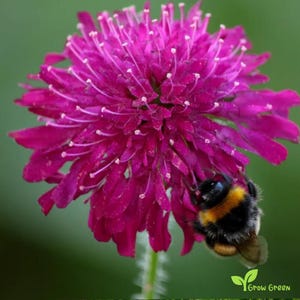 0921 - 10 seeds of Macedonian Scabious - KNAUTIA MACEDONICA + Gift 5 seeds of Sunflower
