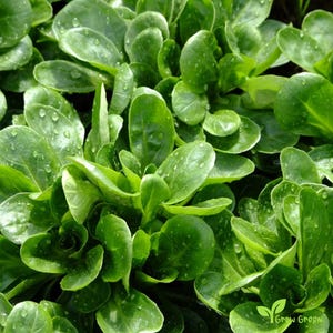 0196 - 30 seeds of Lamb&#39;s Lettuce - VALERIANELLA LOCUSTA - Corn Salad + Gift 5 seeds Sunflower