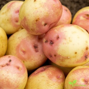 May include: A close-up of a pile of red-skinned potatoes with yellow flesh. The potatoes are smooth and have a slightly rough texture.