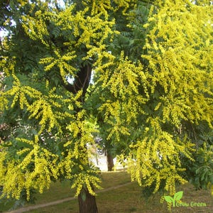 May include: A tree with bright yellow flowers in bloom. The tree is in full bloom with many branches covered in yellow flowers.