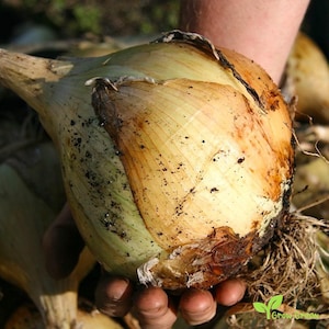 0422 - 20 seeds of Giant Onion - ALLIUM CEPA + Gift 5 seeds of Sunflower