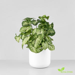 May include: A Syngonium plant with green and white variegated leaves, in a white ceramic pot. The plant has a full, lush appearance, with heart-shaped leaves. The pot is smooth and rounded, sitting on a white surface.