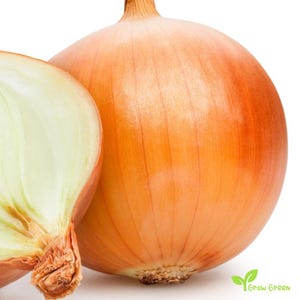0240 - 50 seeds Yellow Onion - ALLIUM CEPA + Gift 5 seeds Sunflower