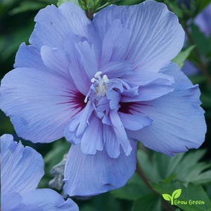 0420 - 5 seeds of Hibiscus Blue - HIBISCUS + Gift 5 seeds of Sunflower