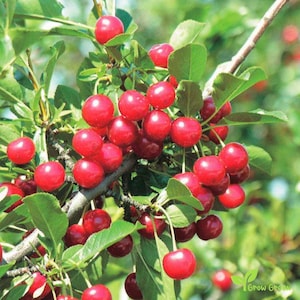 May include: A close-up of a cherry tree branch laden with ripe red cherries. The cherries are clustered together, creating a vibrant display of colour against the green leaves.
