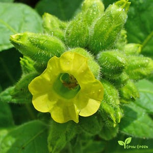 Golden Virginia Tobacco Seeds