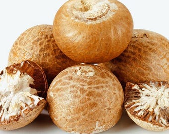 Betelnuss (Areca Catechu) – 1 Samen, Frisch Für  Produktbild-Vorschau 5