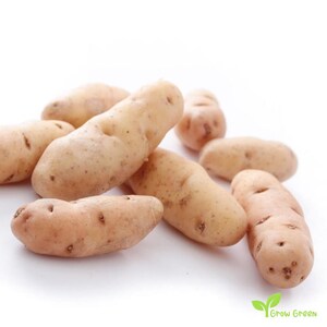 May include: A group of small, pale yellow potatoes with a slightly rough texture. The potatoes are arranged in a pile on a white background.