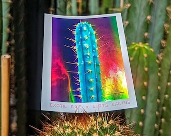 Holografische glanzende Sparkle Trichocereus Cactus Sticker