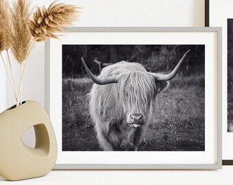 Stampe d'arte scozzesi, fotografia delle Highland, mucca delle Highland