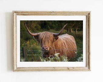 Stampe d'arte scozzesi, fotografia delle Highland, mucca delle Highland