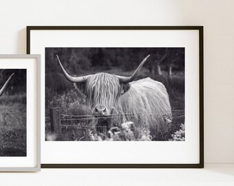Stampe d'arte scozzesi, fotografia delle Highland, mucca delle Highland
